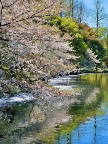 평화로운 벚꽃 항저우 반사