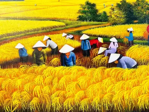 الحصاد الذهبي في حقول الأرز في فيتنام